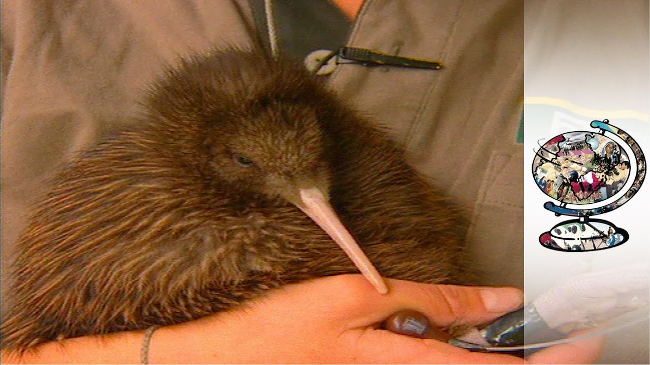 Kiwis: Saving The World's Cutest Endangered Birds