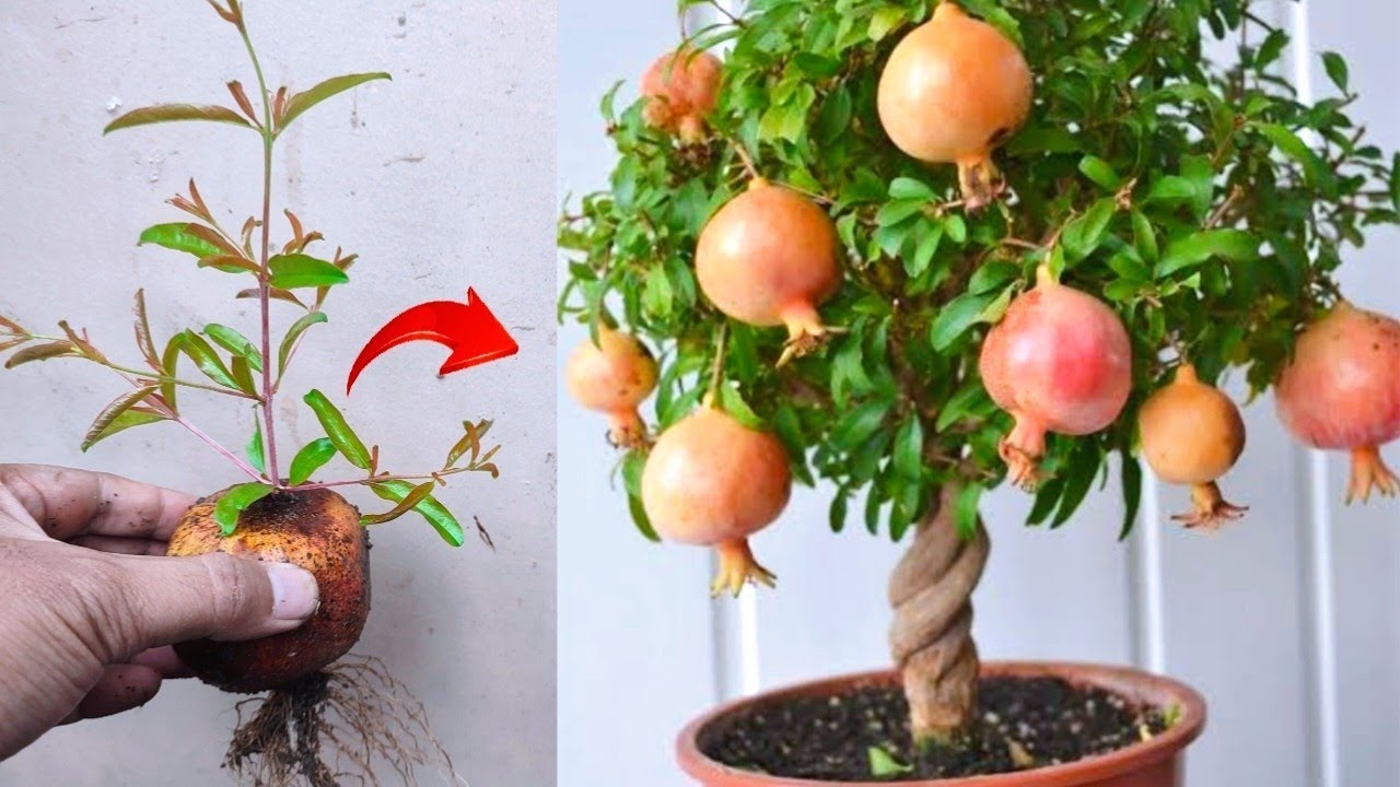 Best Skills! Growing pomegranate tree from pomegranate fruit in pots