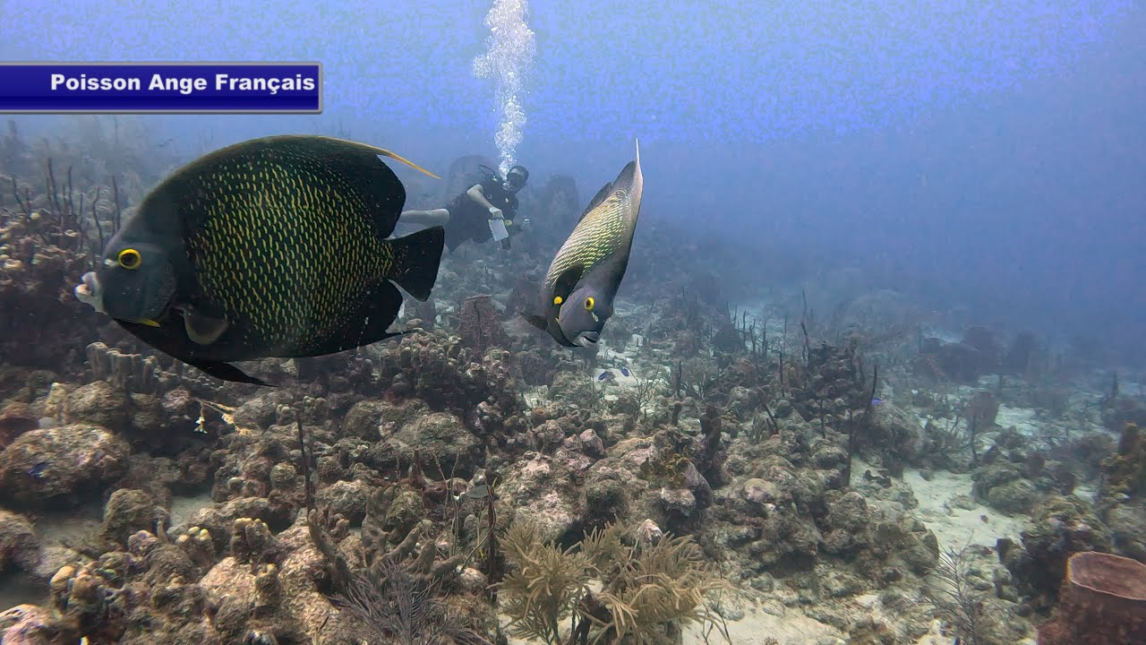 Les beautés du Jardin Japonais de la Réserve Cousteau en #Guadeloupe