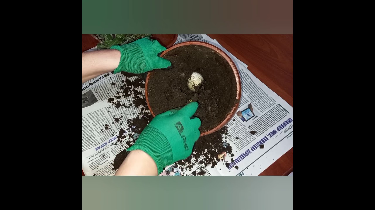 Tuproq ostidagi tuxumning ahvolini ko'ring🤭