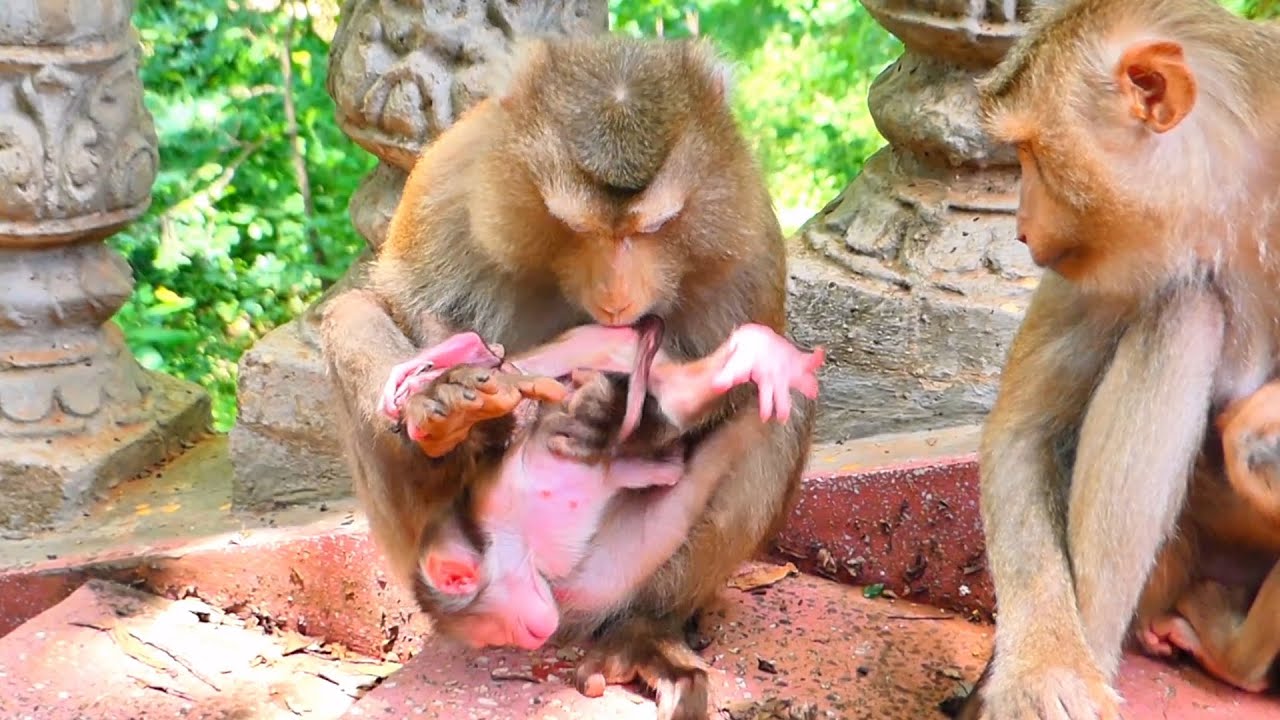 Energetic Baby Monkeys Show Their Strength and Curiosity Together 🐒🌿