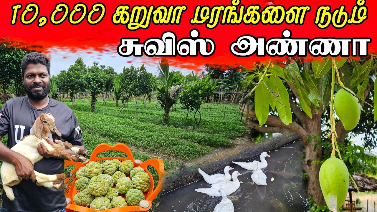 நான் வியந்த சுவிஸ் அண்ணாவின் பண்ணை | Organic farm | vanni vlog