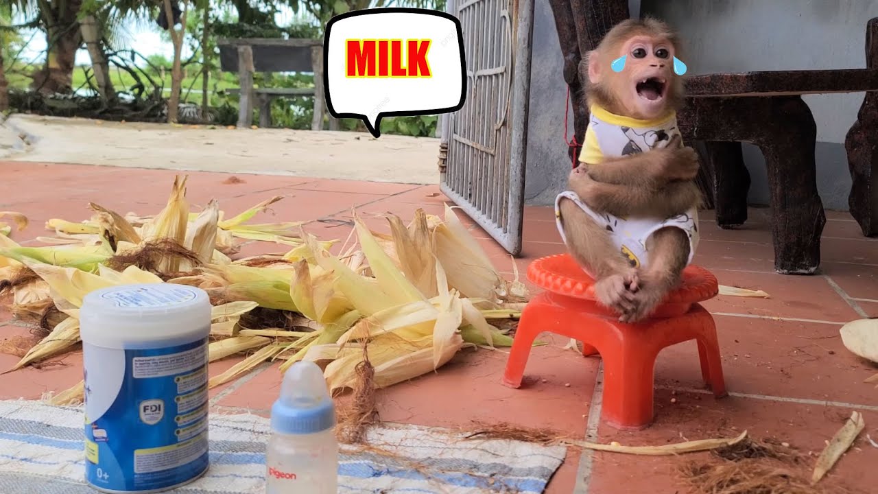 Monkey David cried and asked his grandmother to make him some milk to drink