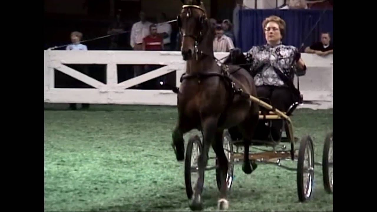 2009 Kentucky Cty Fair Harness Pony & Open Hackney Pony