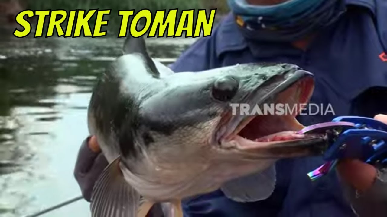 Berburu Ikan Toman, Sang Predator Sungai Gaung | MANCING MANIA STRIKE BACK (02/12/23) Part 1