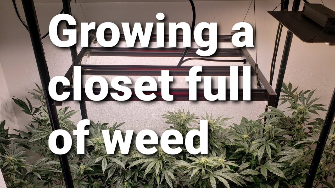 Growing a closet full of weed