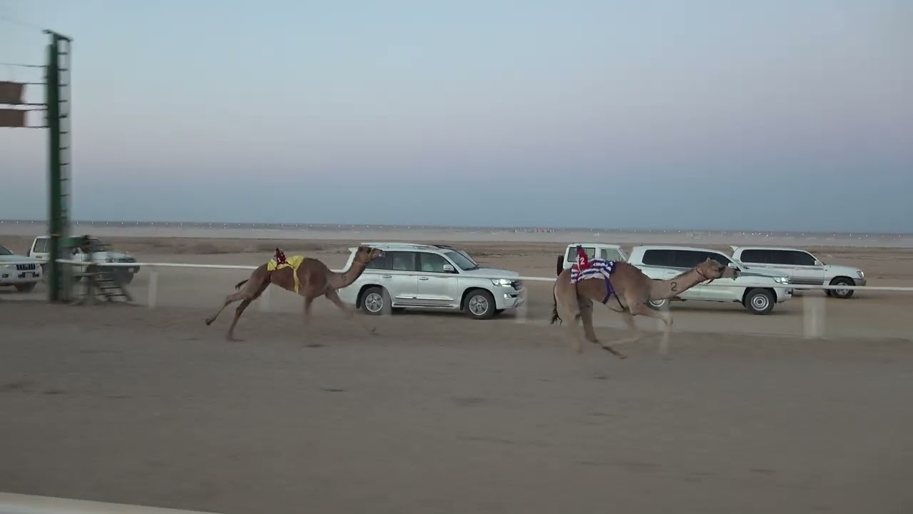 الشوط الرئيسي لقايا بكار ( حمايه: فالح بن حمود البلوي)