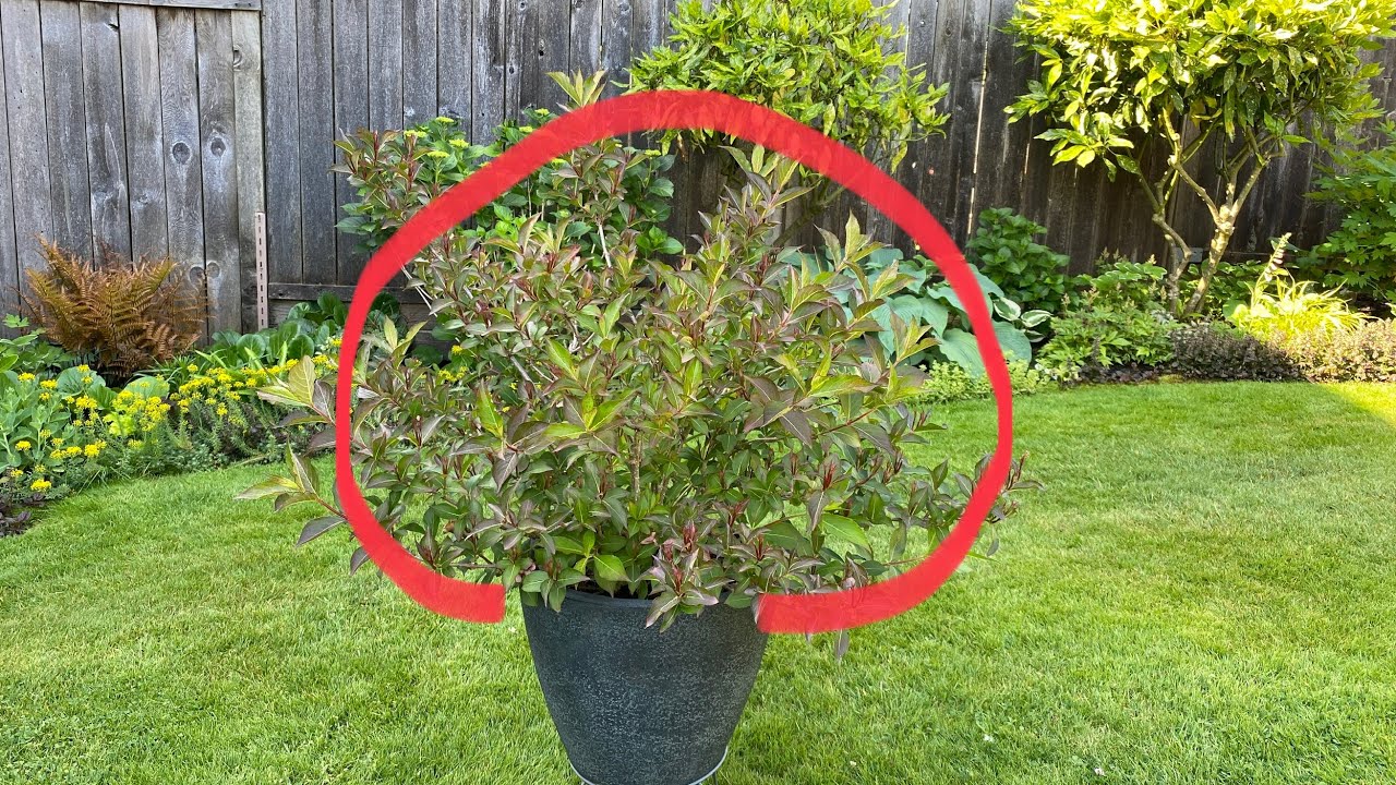 Weigela, Light Prune After Bloom - June 8, 2023
