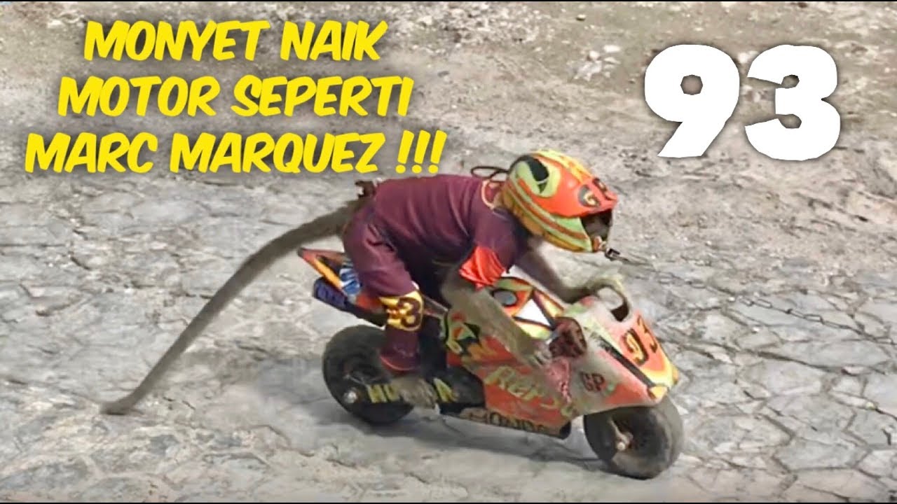 MONYET NAIK MOTOR - TOPENG MONYET JALANAN (walking street monkey show)