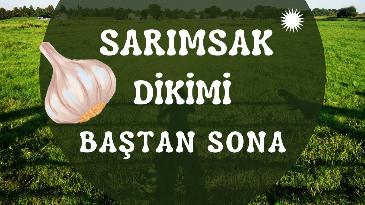 sarımsak dikimi