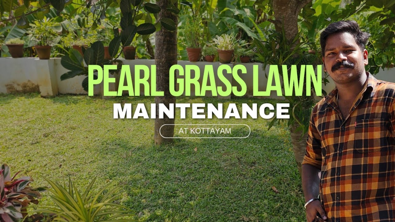 Pearl grass lawn maintenance at Kottayam