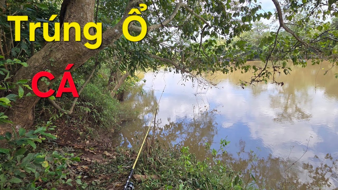 Câu  cá Sông  Bé  cá  ăn  dựt  không  kịp  nghỉ , quá đã  luôn  a ,e.