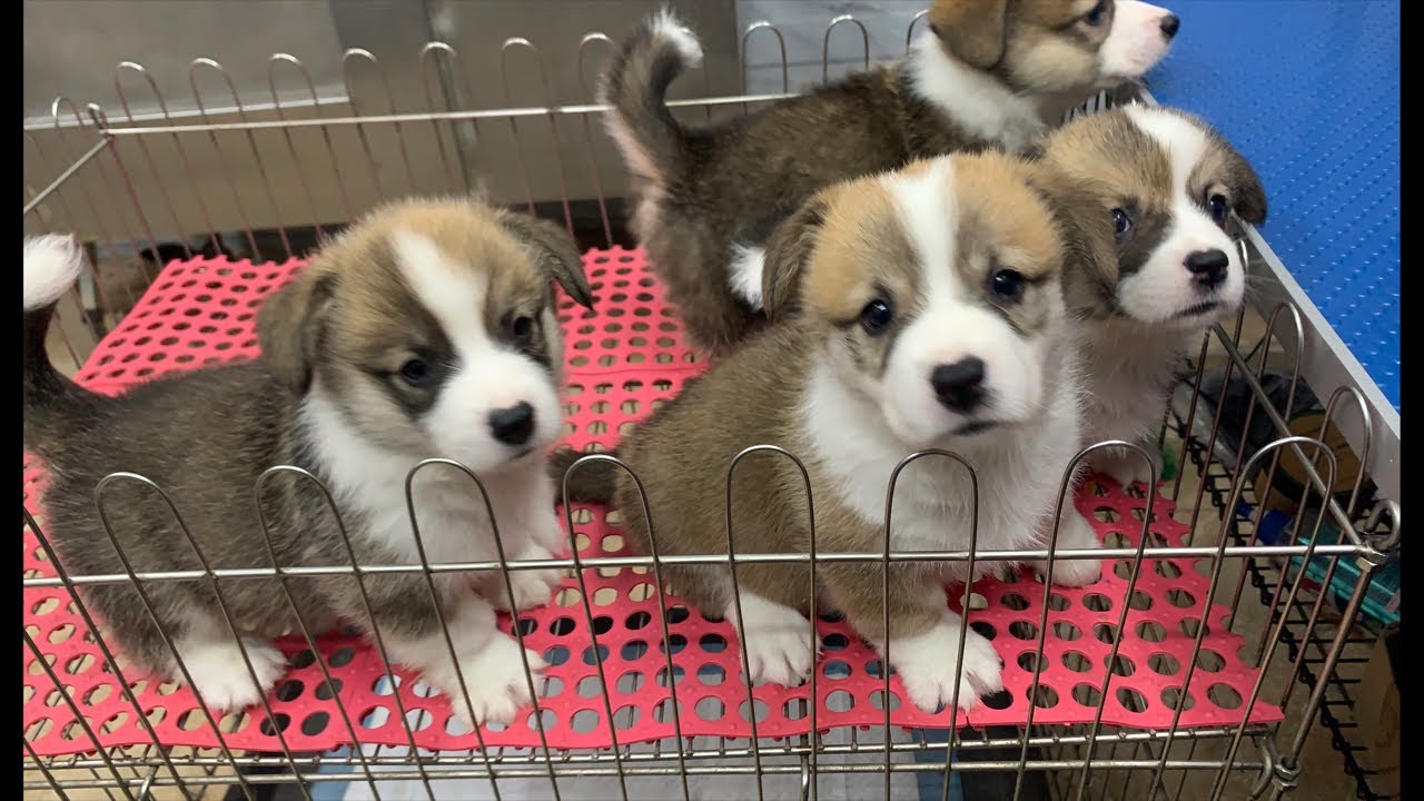 Su Pet's House- Corgi and Bengal cat in Viet Nam đang phát trực tiếp!