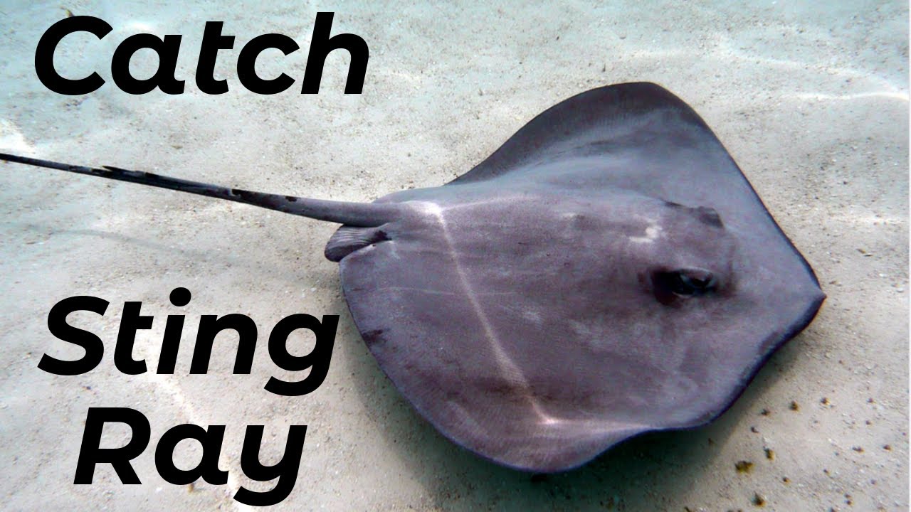 How To Catch Sting Ray (Shore Fishing UK and Europe) - Sea Fishing Tutorial