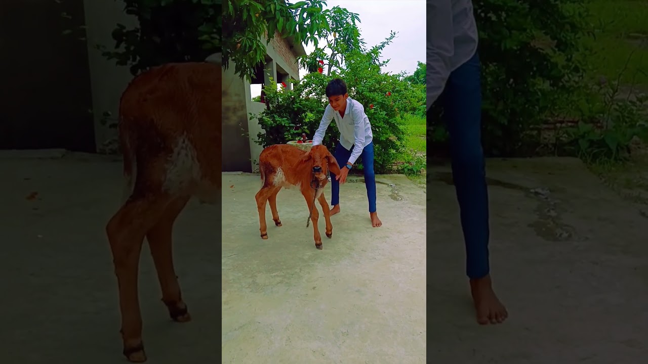 moye moye 🤣🤣 #kaveri #cow #funny #krishna #animals #radheradhe