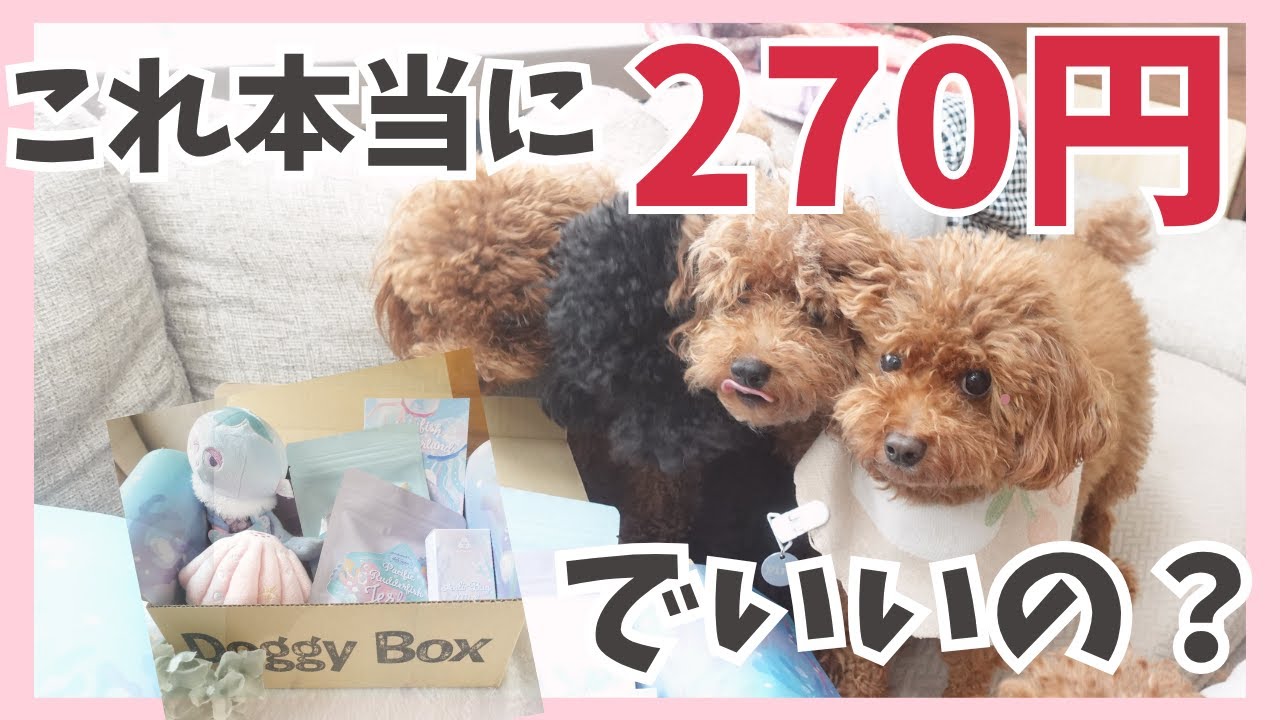 【お得情報あり】ドギーボックスが届いた！あなたの愛犬もこうなるかも&hellip;我が家のリアル開封記録