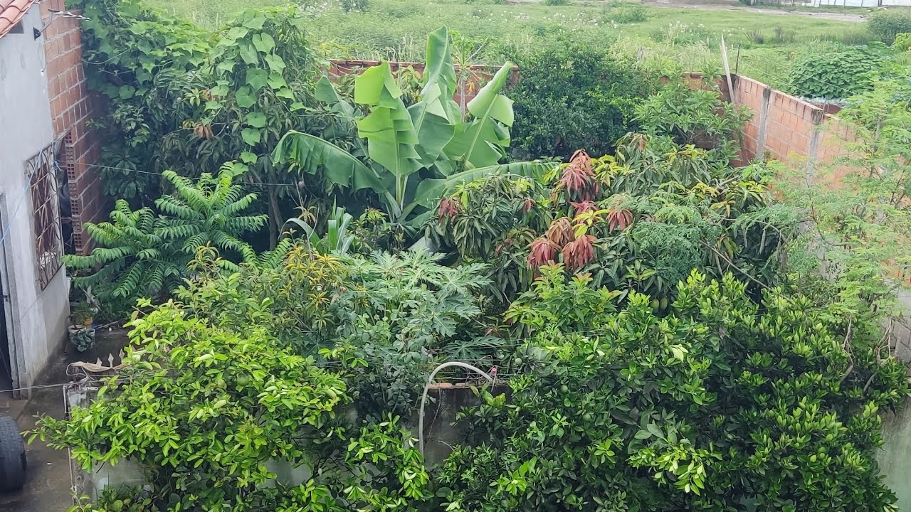 Mais De 20 especies de árvores frutíferas em um pequeno espaço de terra🌳✨