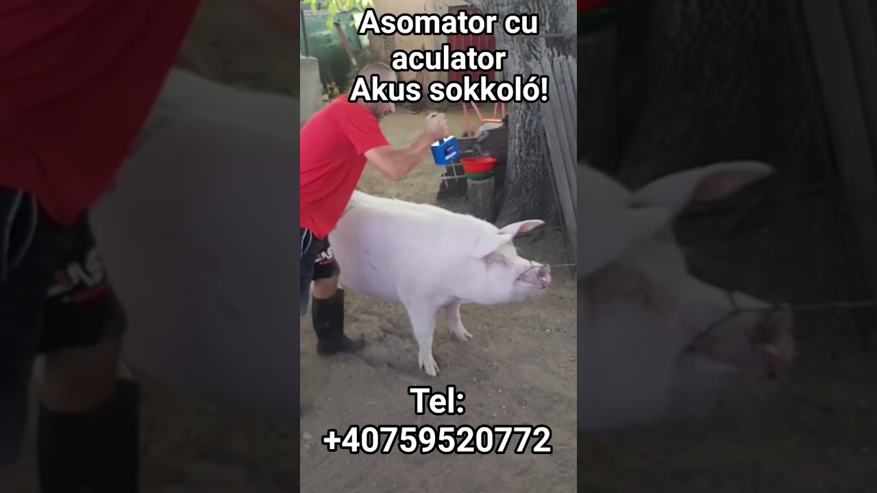 Asomator cu acumulator pentru porci vitei taurasi. Akus diszn&oacute; sokkol&oacute;, sert&eacute;s k&aacute;bit&oacute;!