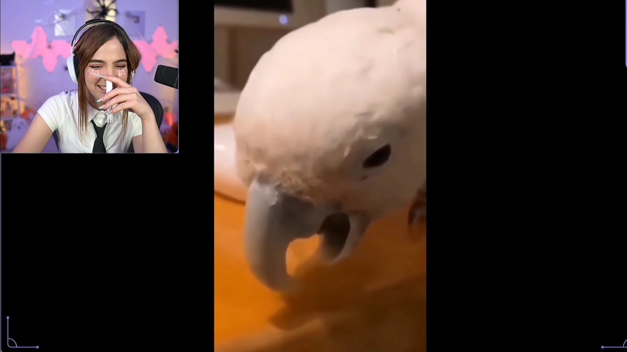 Staryuuki reacciona a unusual memes #7