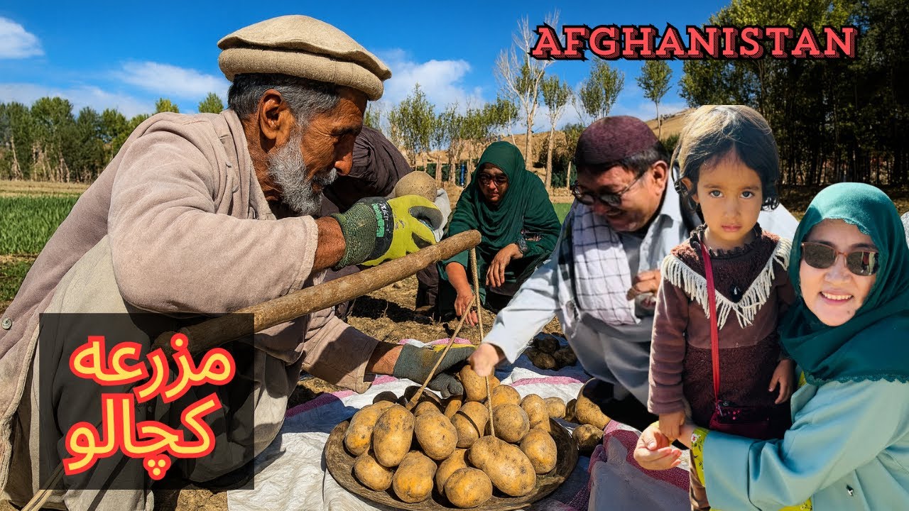 مادرجان در مزرعه بامیان. زحمت دهقانان و برکت زمین، Potato Harvest in Bamyan