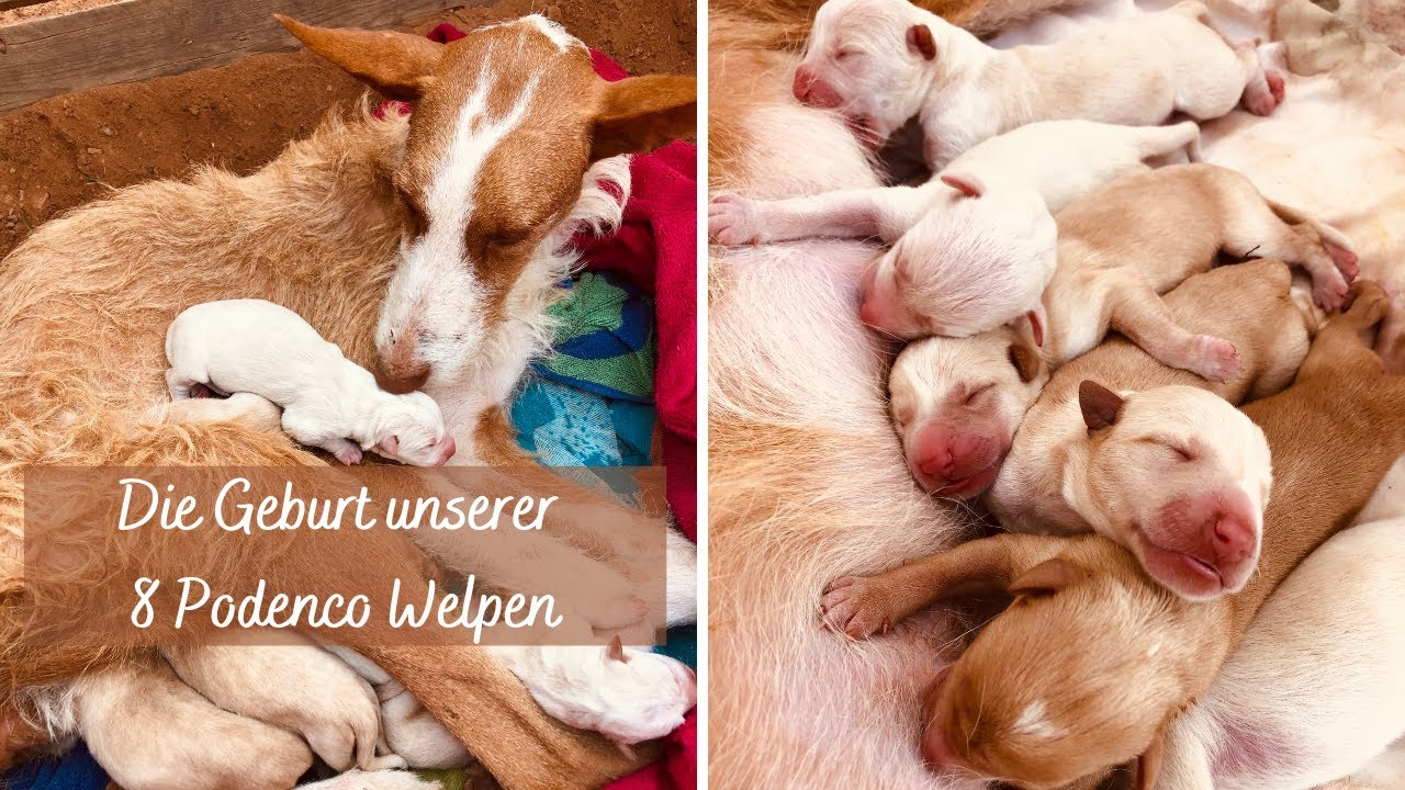 Podenco Welpen - Die Geburt!