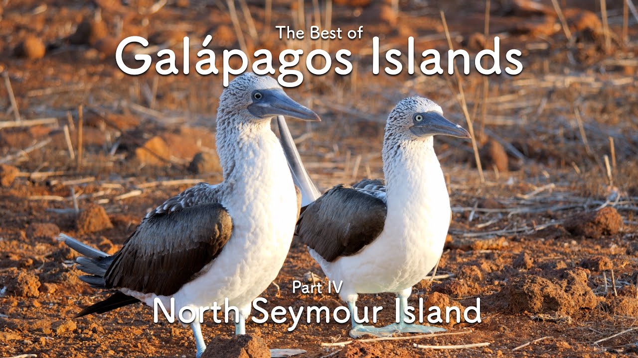 Galápagos Islands | Best Places to Visit | North Seymour Island [No Talking]【エクアドル ノースセイモア島 ガラパゴス諸島】