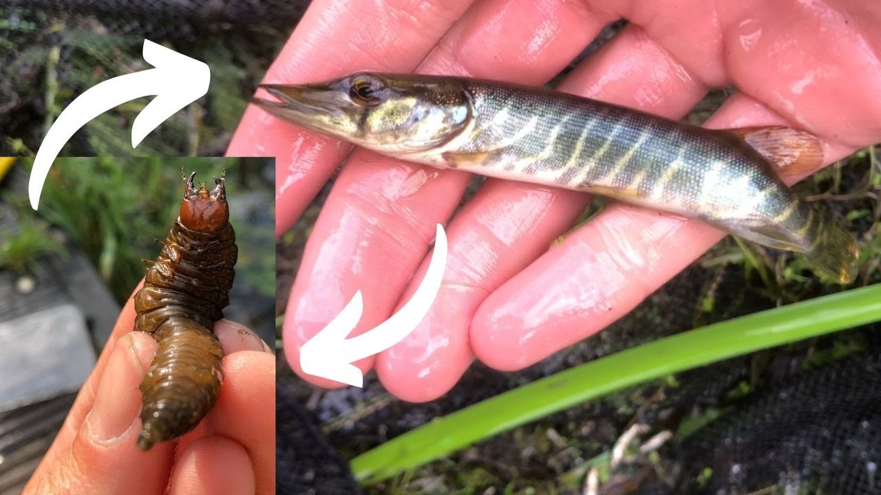 Met het schepnet op jonge snoek, zeelt en keverlarven!