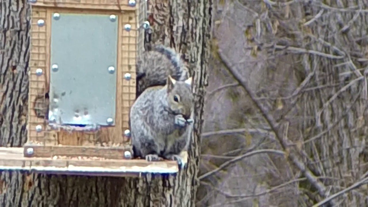 Air Venturi Avenger - .25 Polymag and a Squirrel