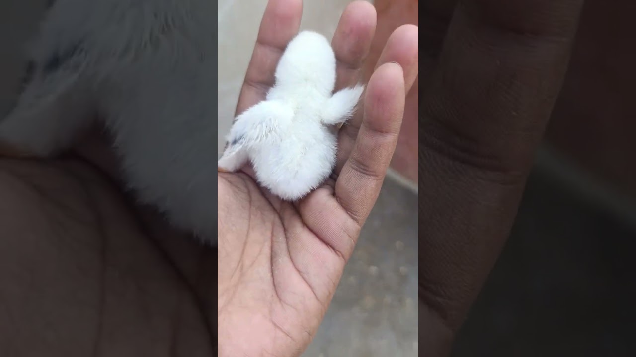 Special chick 