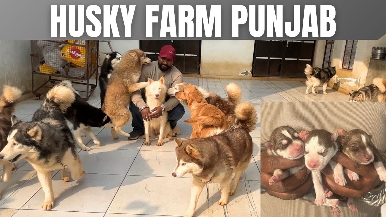 HUSKY PUPPIES AVAILABLE IN ALL COLOURS | HUSKY DOG KENNEL IN PUNJAB | CRYSTAL DOG FARM