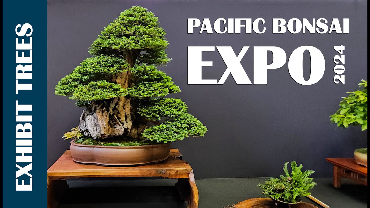 2024 Pacific Bonsai Expo | Part 1 Exhibit Trees