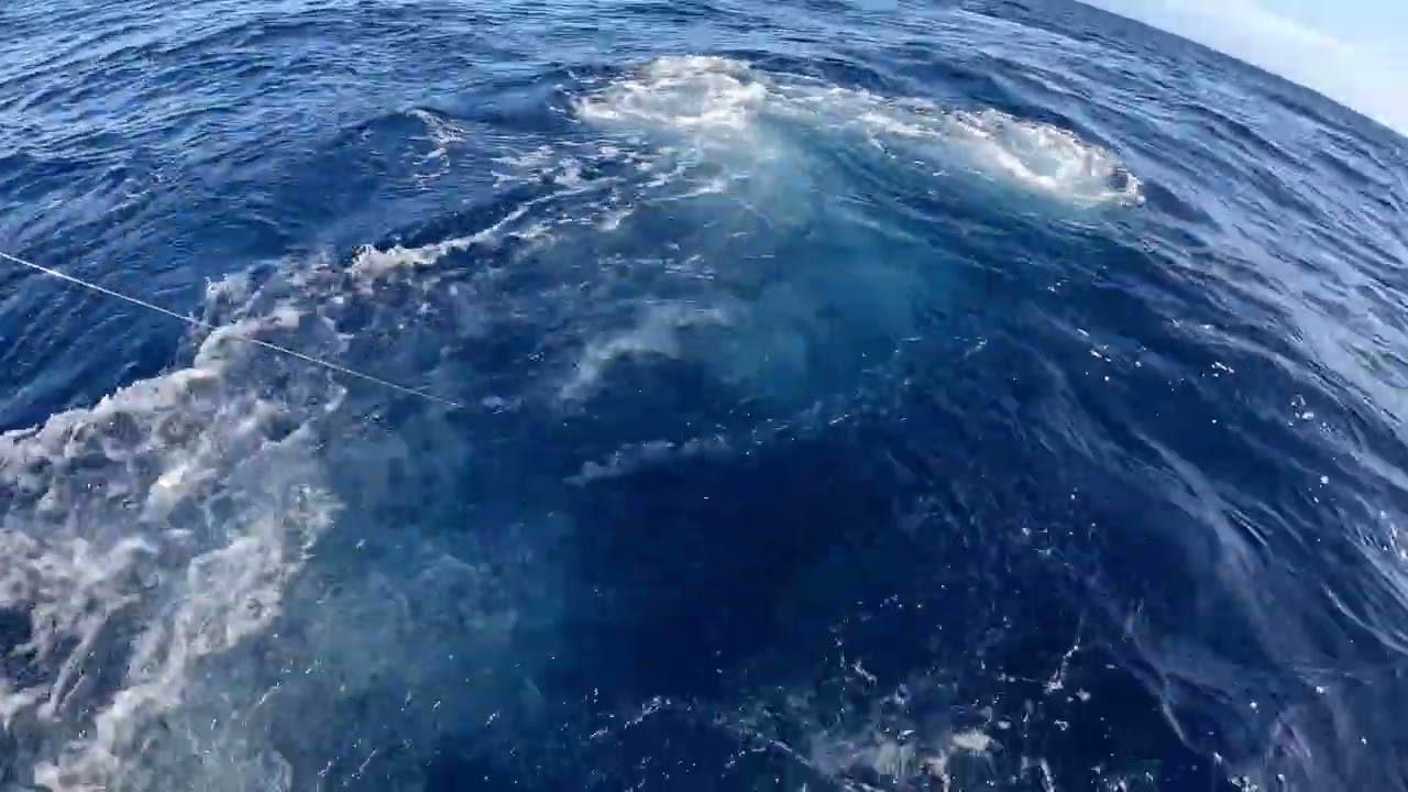 Tagged and released a few blue marlin 