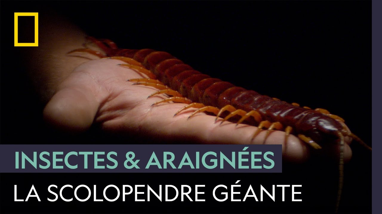 La scolopendre géante, redoutable tueuse de 30 cm