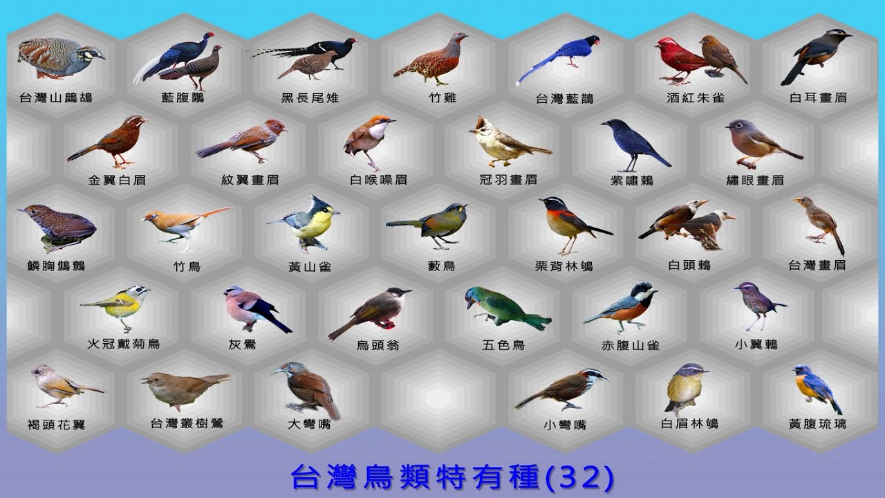 台灣鳥類特有種32(Endemic Species Wild Bird of Taiwan 32)#高清晰  4K高品質  2022公佈 台灣特有種 (台湾固有種であり)