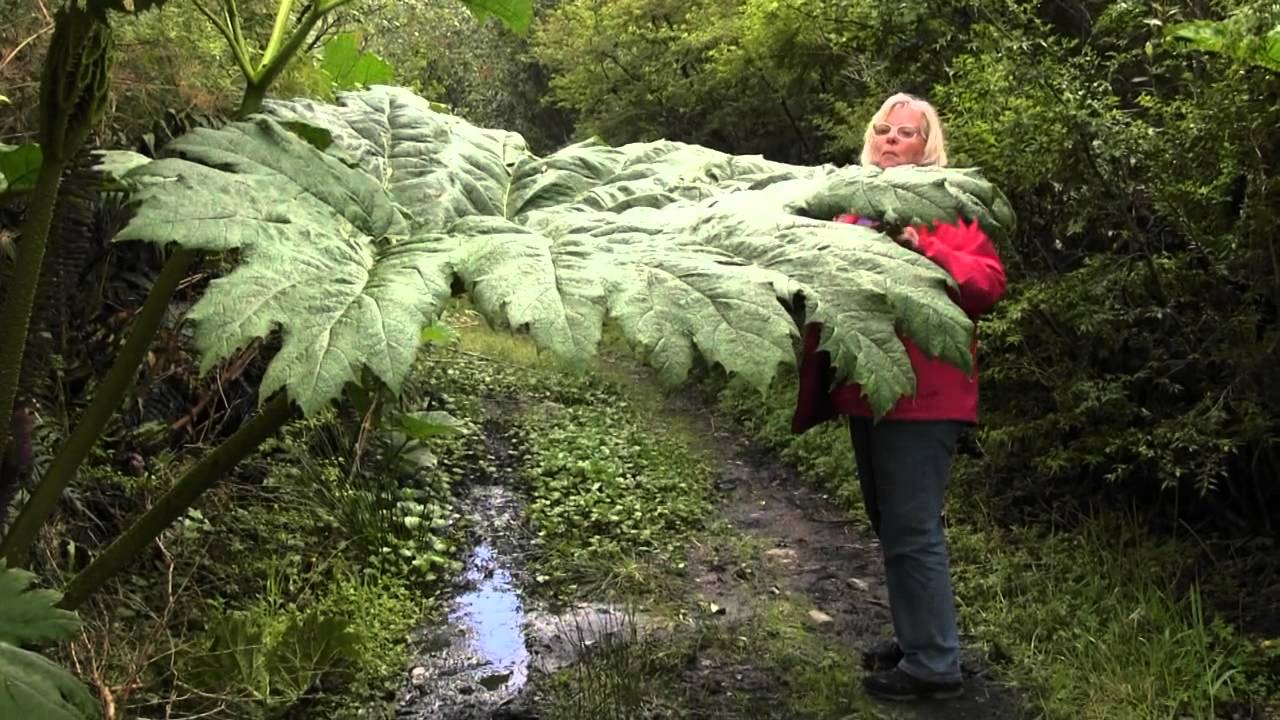 Nalca - probably the world&acute;s largest vegetable!