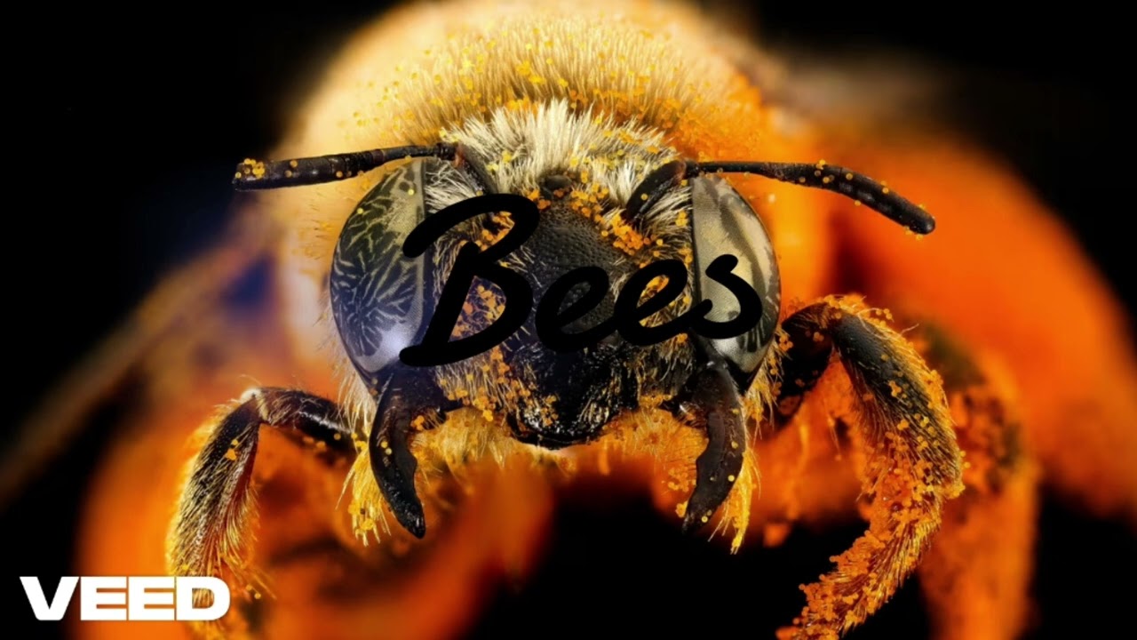 Bees(lyric Video)
