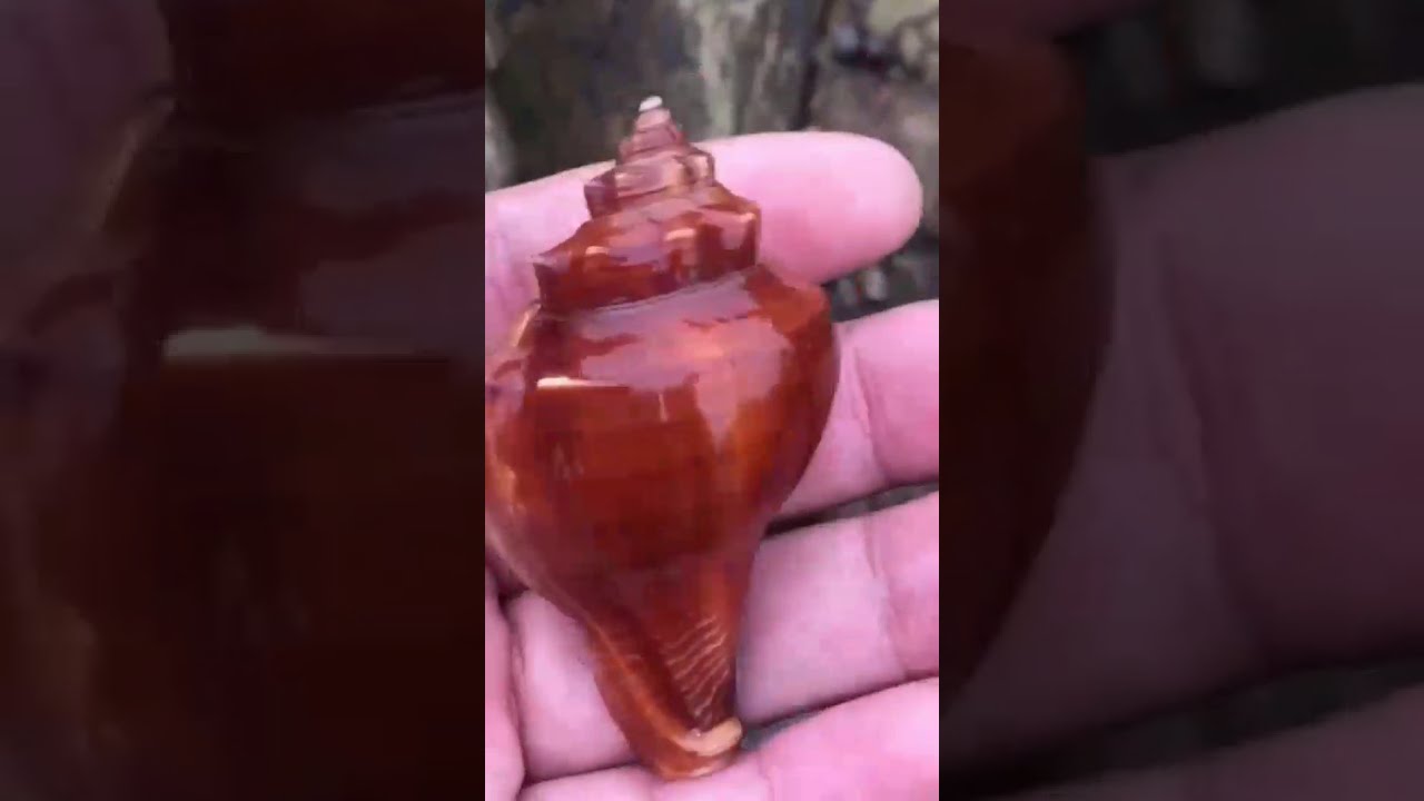 Most  Beautiful  Sea Shells.