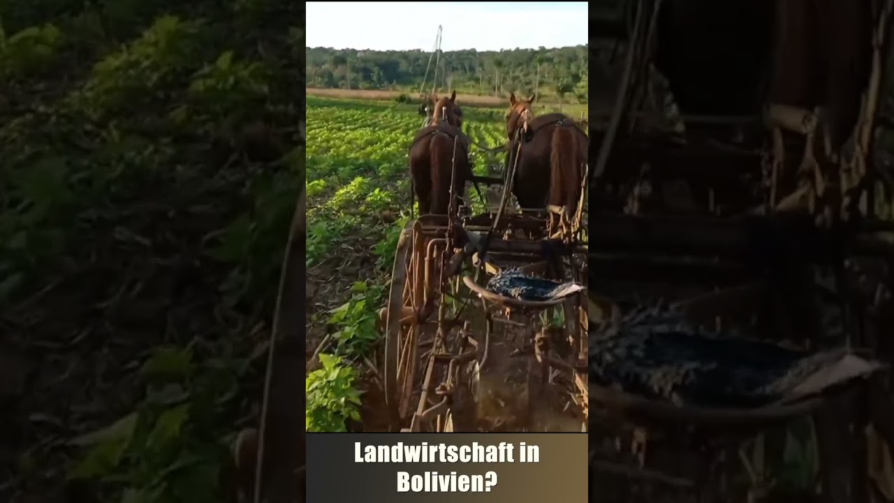 Landwirtschaft in Bolivien? #plautdietsch