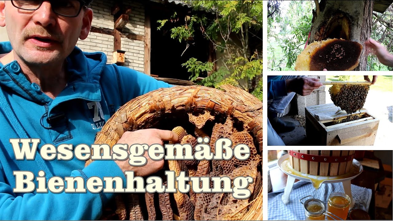 Wesensgemäße Bienenhaltung, die ersten Dunklen Bienen, Erfolge und Rückschläge