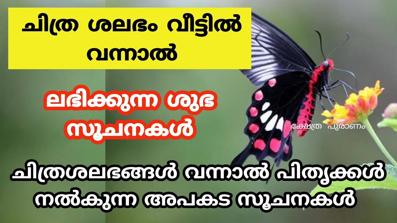 ചിത്രശലഭങ്ങൾ വന്നാൽ പിതൃക്കൾ  നൽകുന്ന അപകട സൂചനകൾ.. butterfly and omens ..pitru omens .