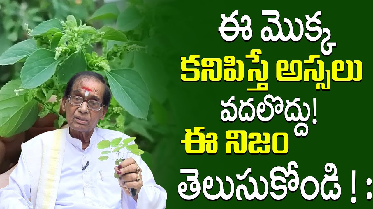 ఈ మొక్క ఒక అద్భుతం... | Kuppintaku Leaf Benefits In Telugu || Venkata Swamy || @BRK WOMEN HEALTH