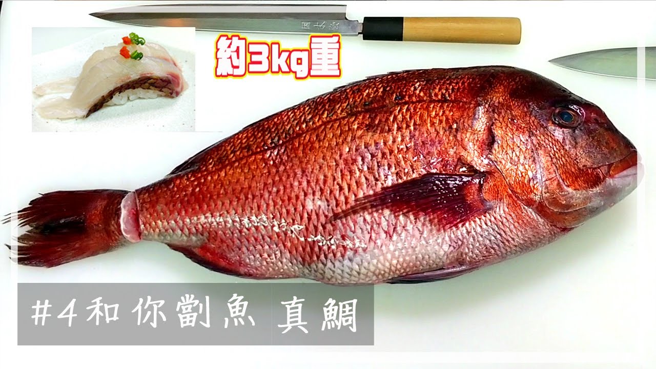 【職人教路 Omakase】真鯛 マダイ 【和你劏魚#4】