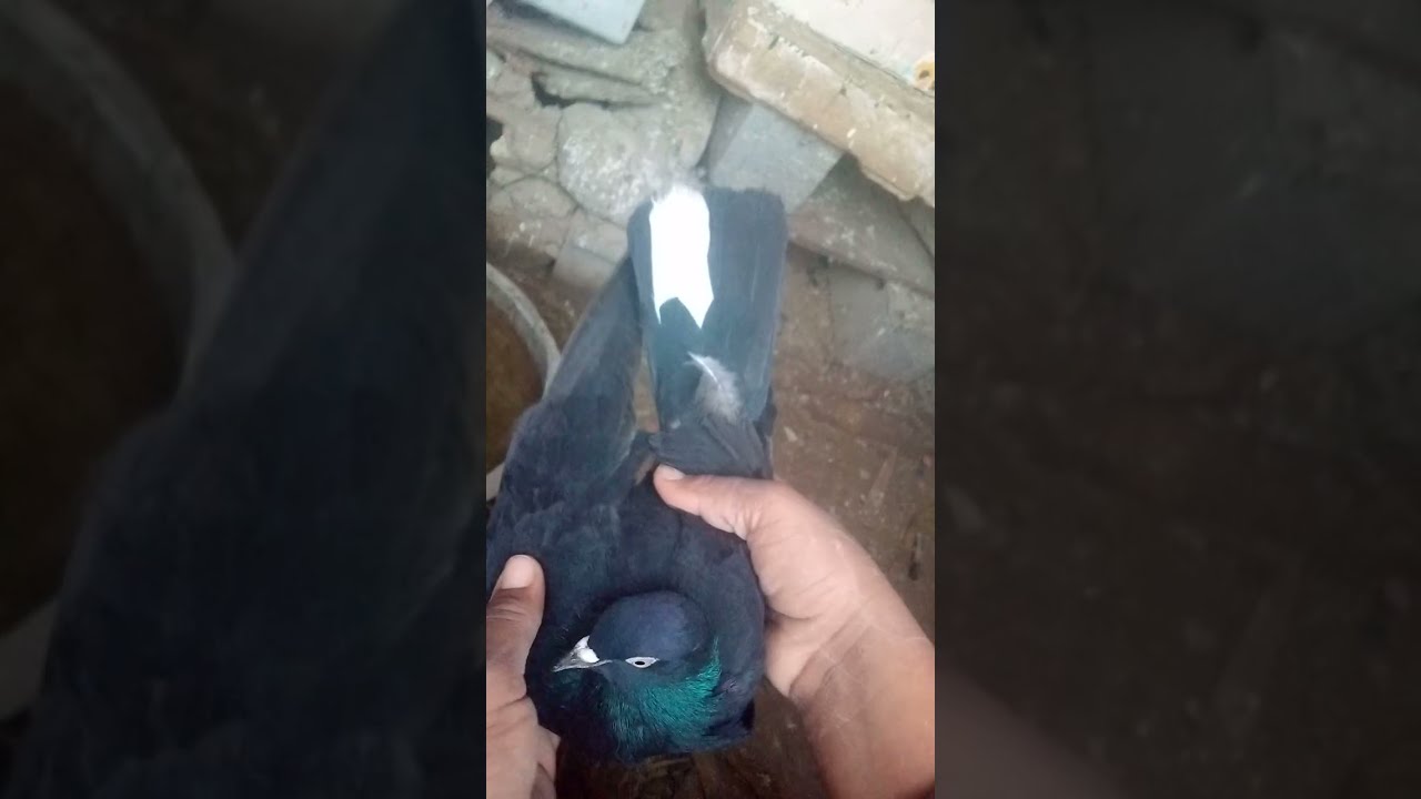 روتيني اليومي بل مزرعه