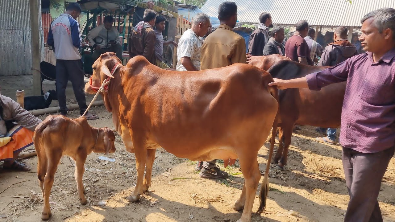 @আজ ১৭ জানুয়ারি ২৬ | বাচ্চাসহ শাহিওয়াল ষাঁড় বাছুর গরুর দাম | আফতাবগঞ্জ হাট | দিনাজপুর 