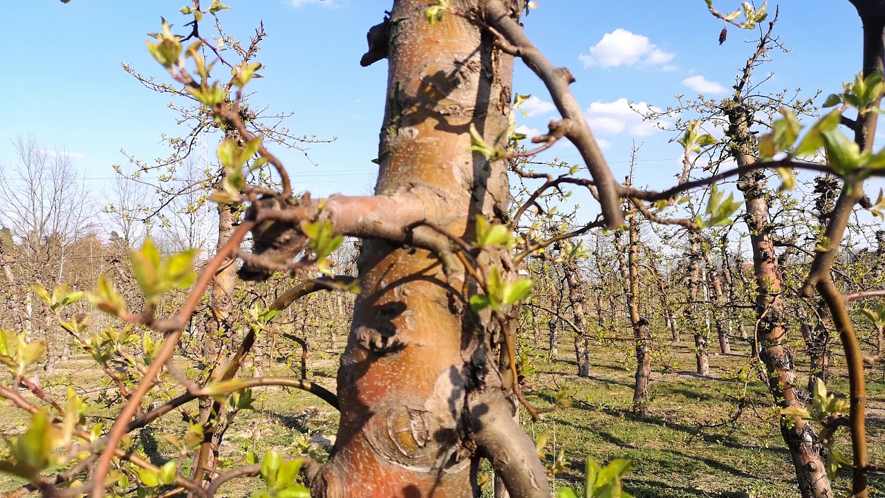 Drzewa będą kwitły na zielono /17.04.2019