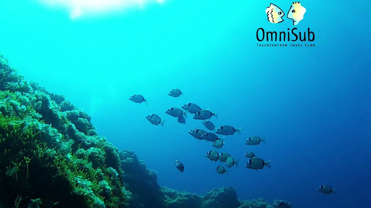 omnisub promo v1