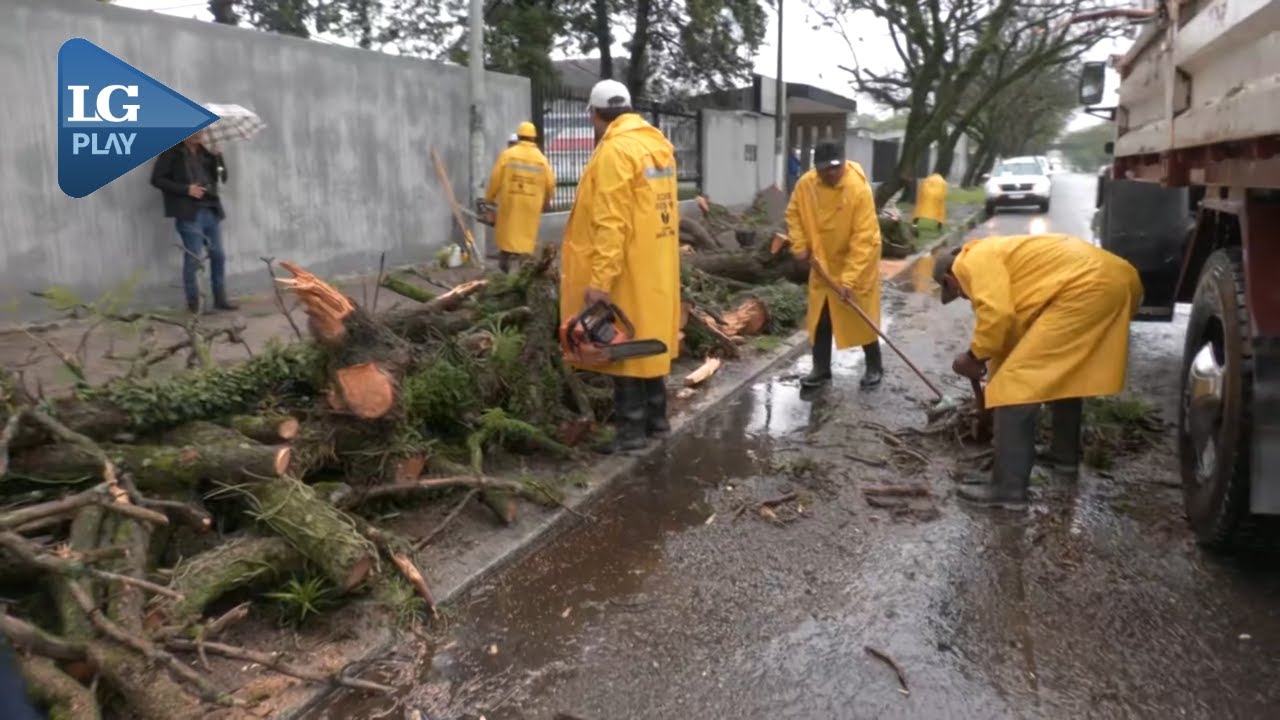 LLUVIAS EN TUCUMÁN: se cayeron siete árboles en la capital