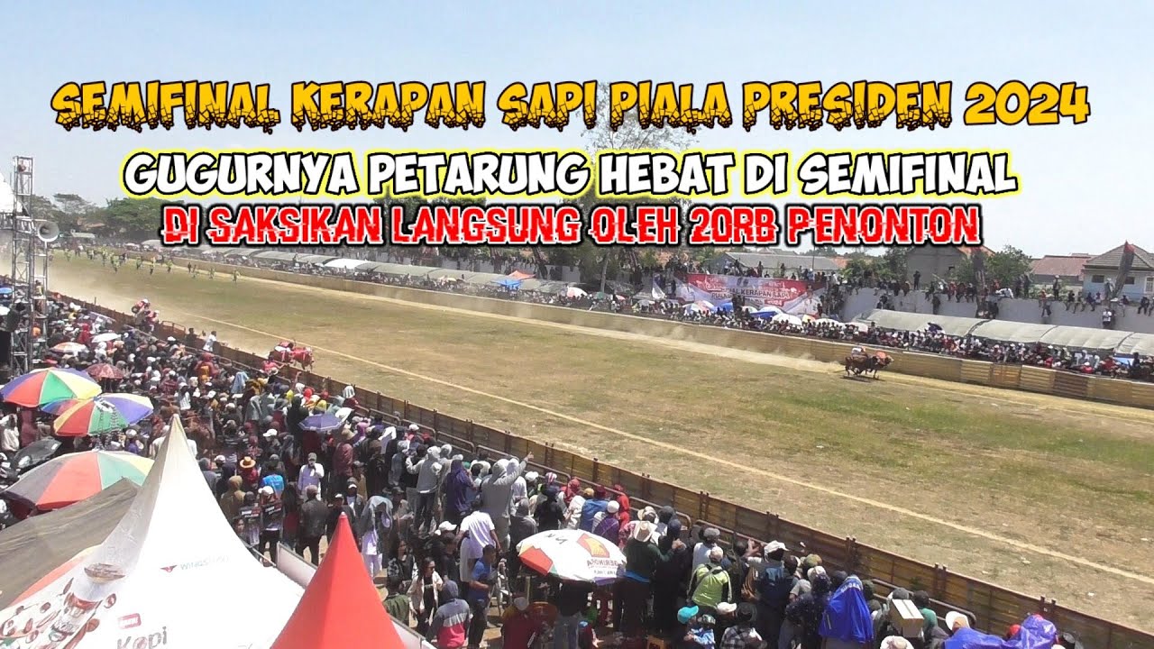 semifinal kerapan sapi piala presiden 2024 || Free final