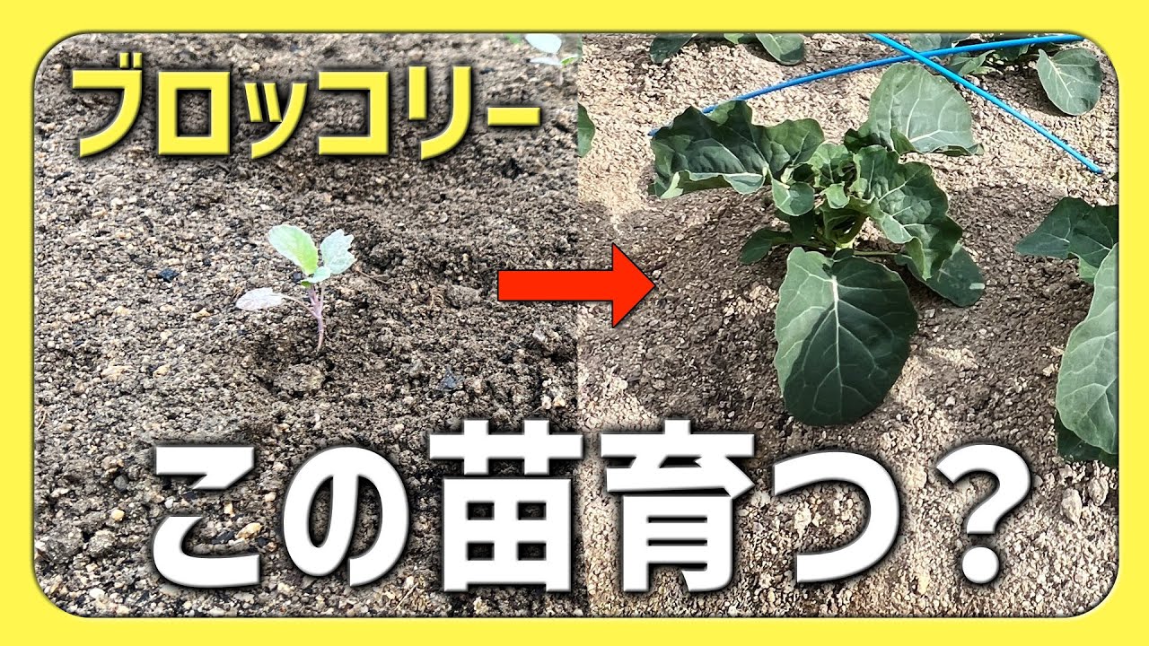 ブロッコリー|小さな苗は収穫できる？【2026.1.8】