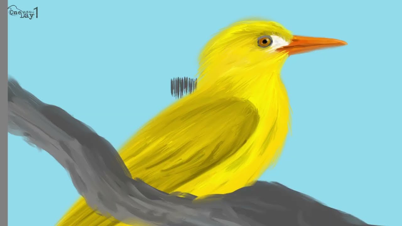 White lored Oriole 흰눈앞 꾀꼬리 그리기